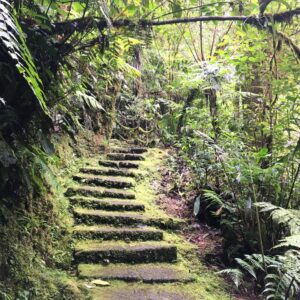 The Rainforest Path